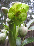 Hellebore