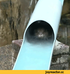 7.gif