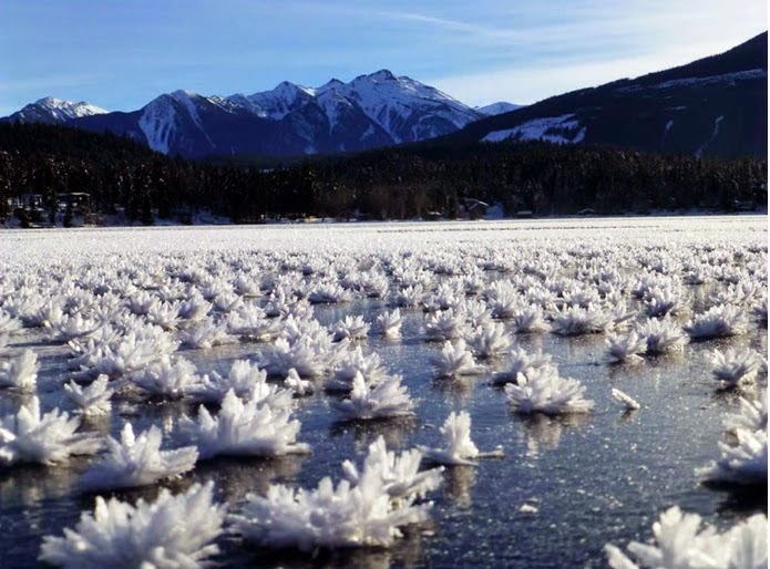 Scientific Park Fleurs de glace, cheveux de glace la glace prend forme