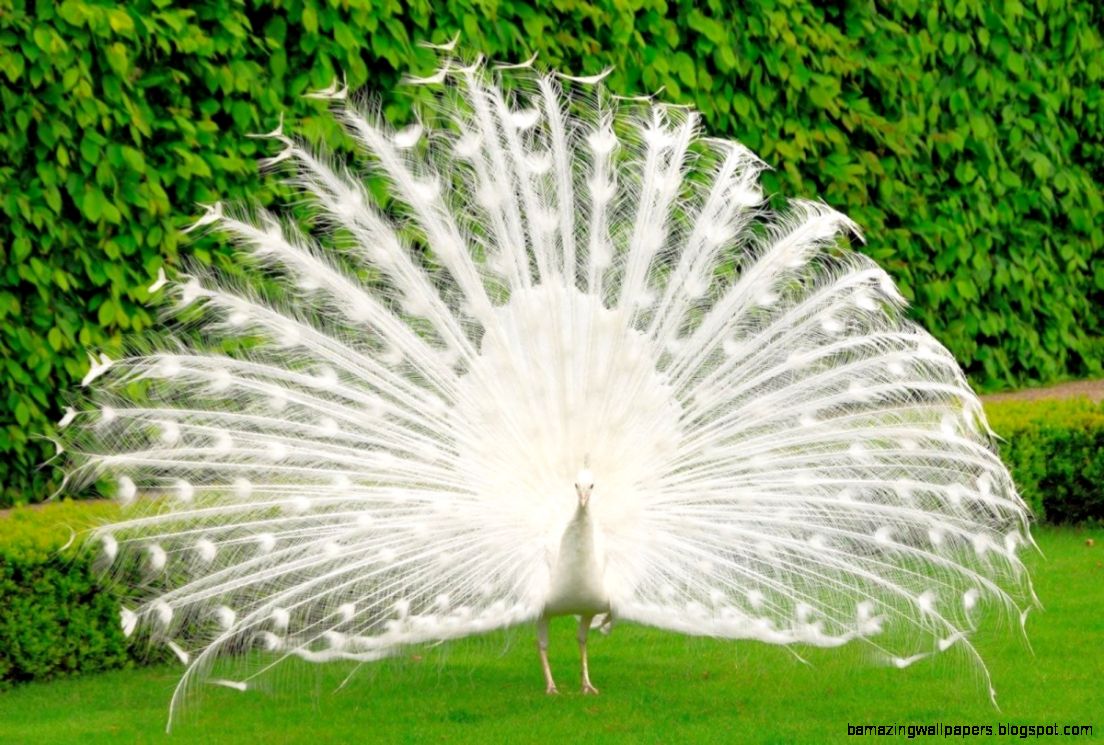 White Peacock Wallpaper Wallpapers HD Fine White Peacock Wallpaper Wallpapers HD Fine