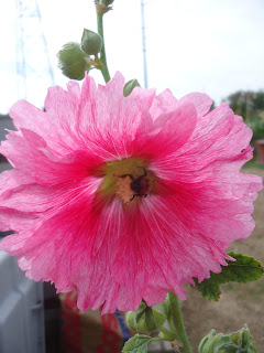 Look what's growing in the Ladner Community garden