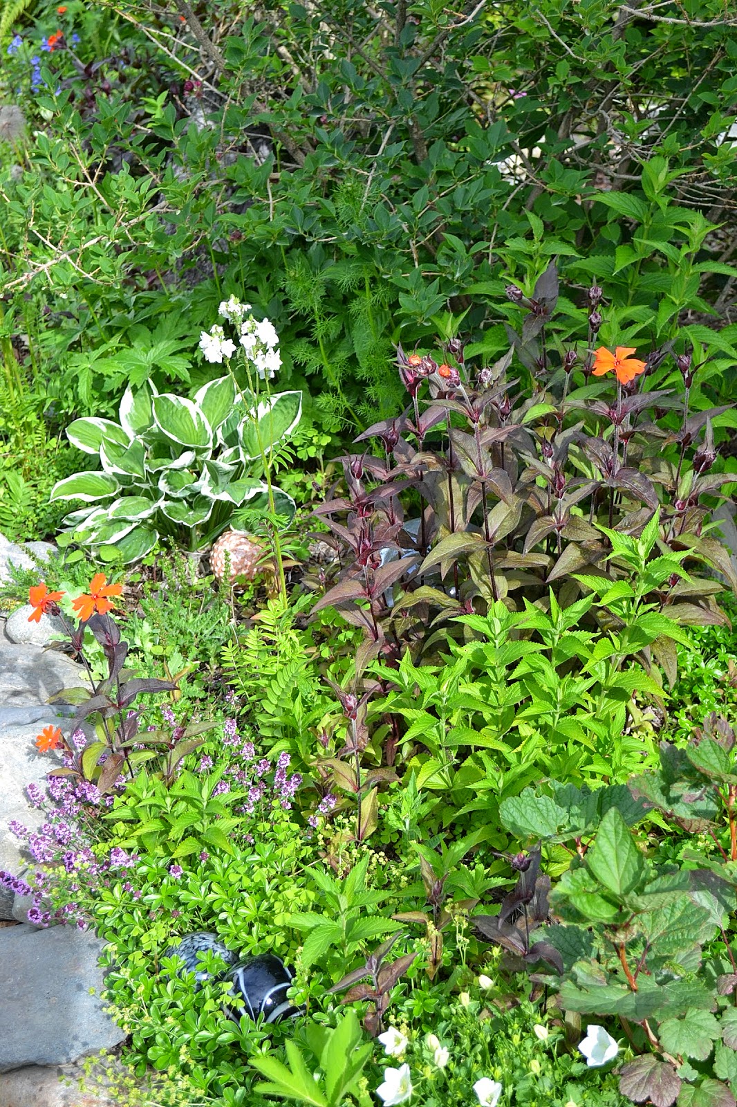 Campsis Grandiflora Grow And Care Travaldo S Blog