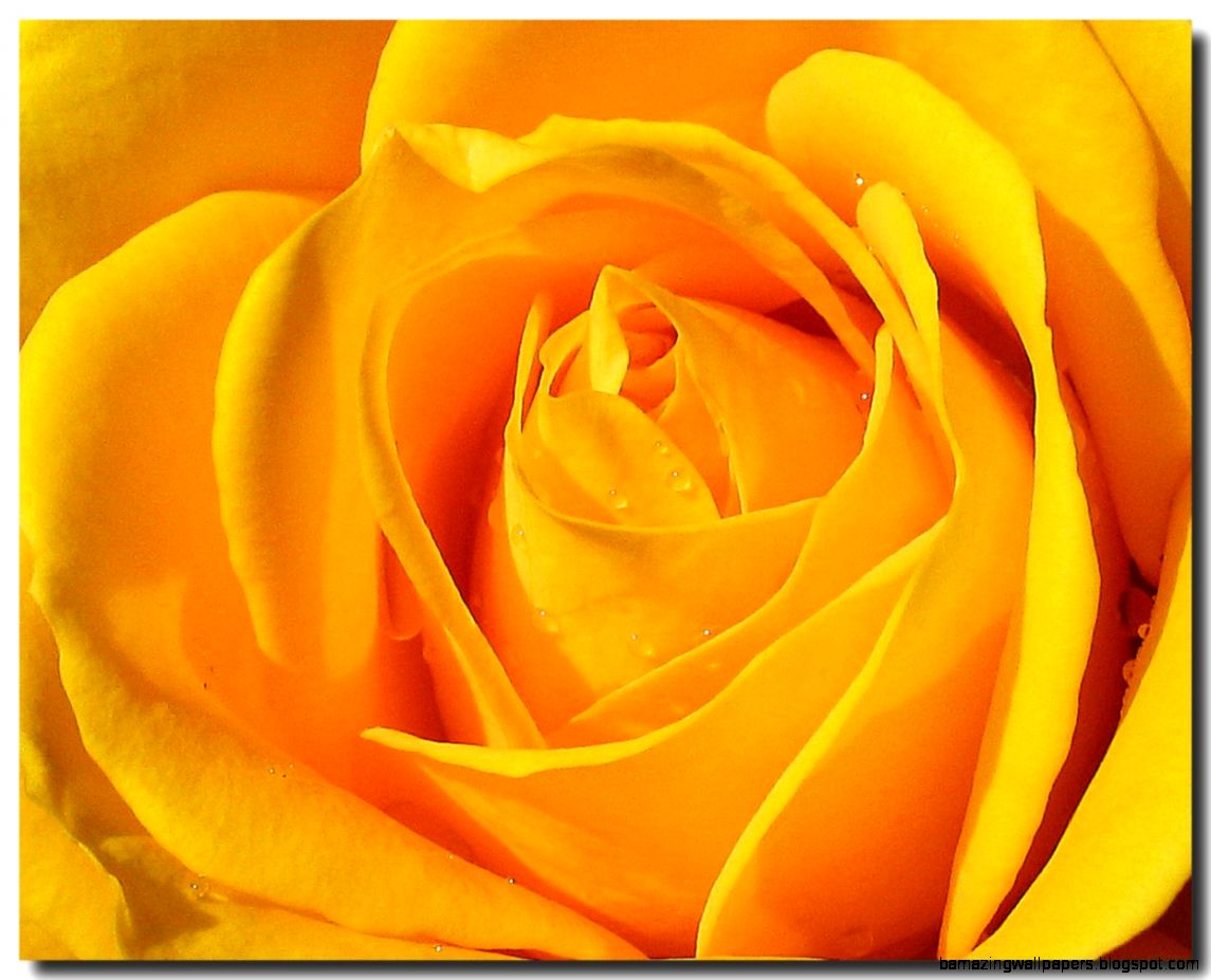 Yellow Rose Flower Wallpapers   Wallpaper Cave Yellow Rose Flower Wallpapers   Wallpaper Cave