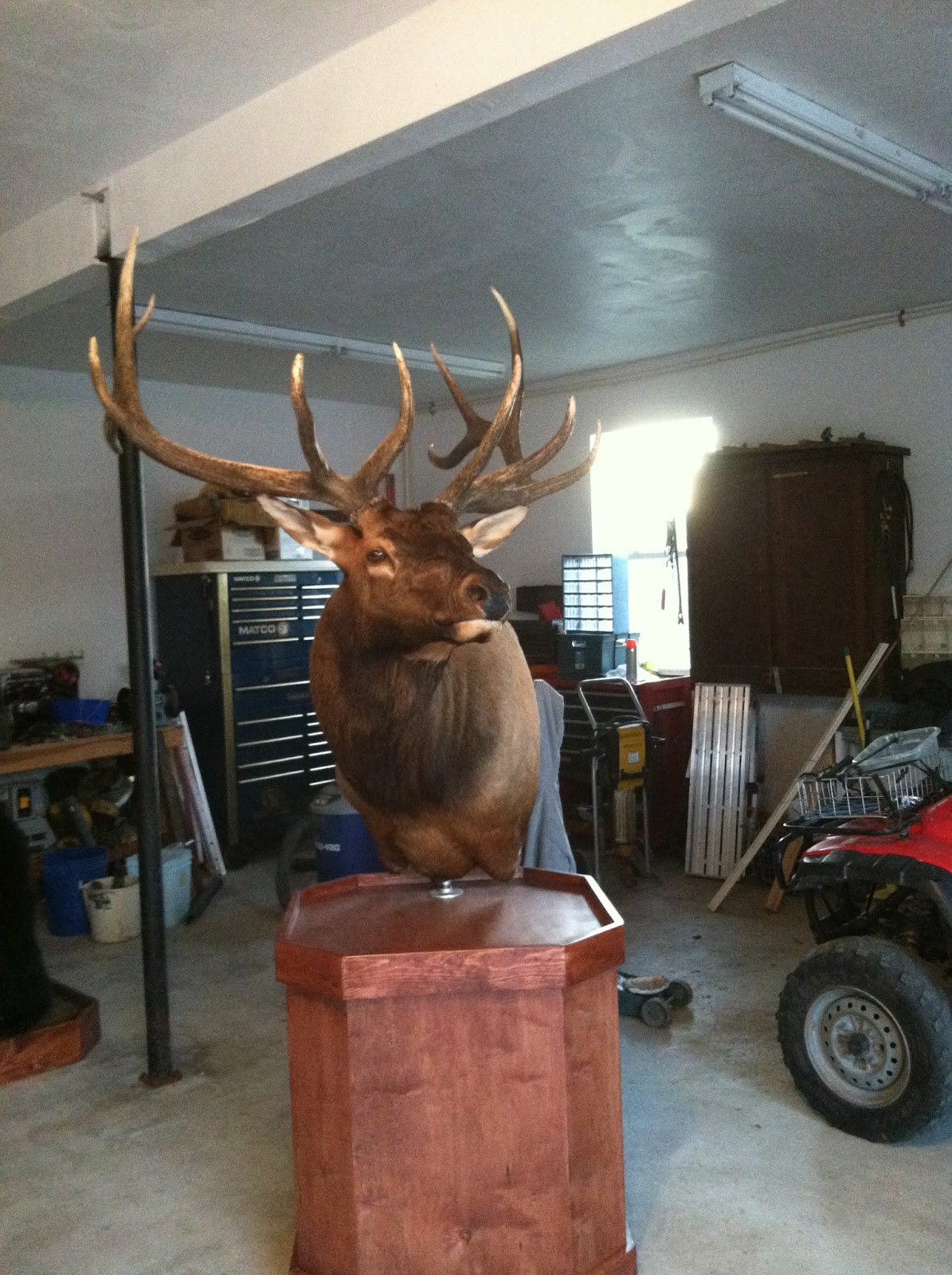 Pearce Taxidermy Custom Big Game Taxidermy Specialist Elk