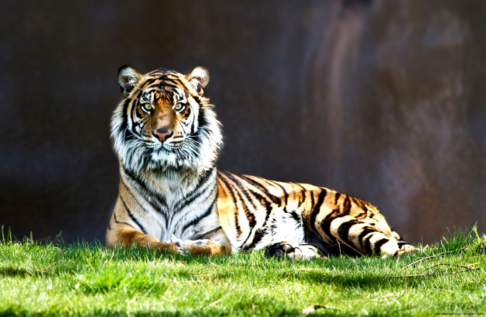 Phoenix Zoo Animals Phoenix Zoo Animals
