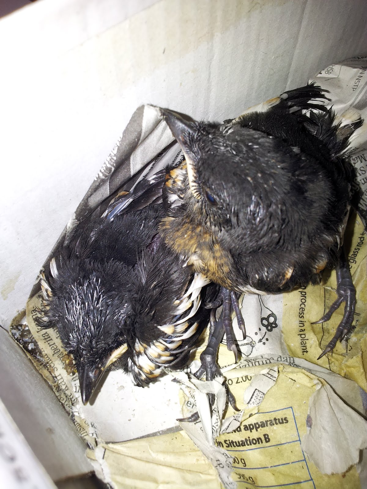 Faiz Farm Anak Burai Murai Kampung