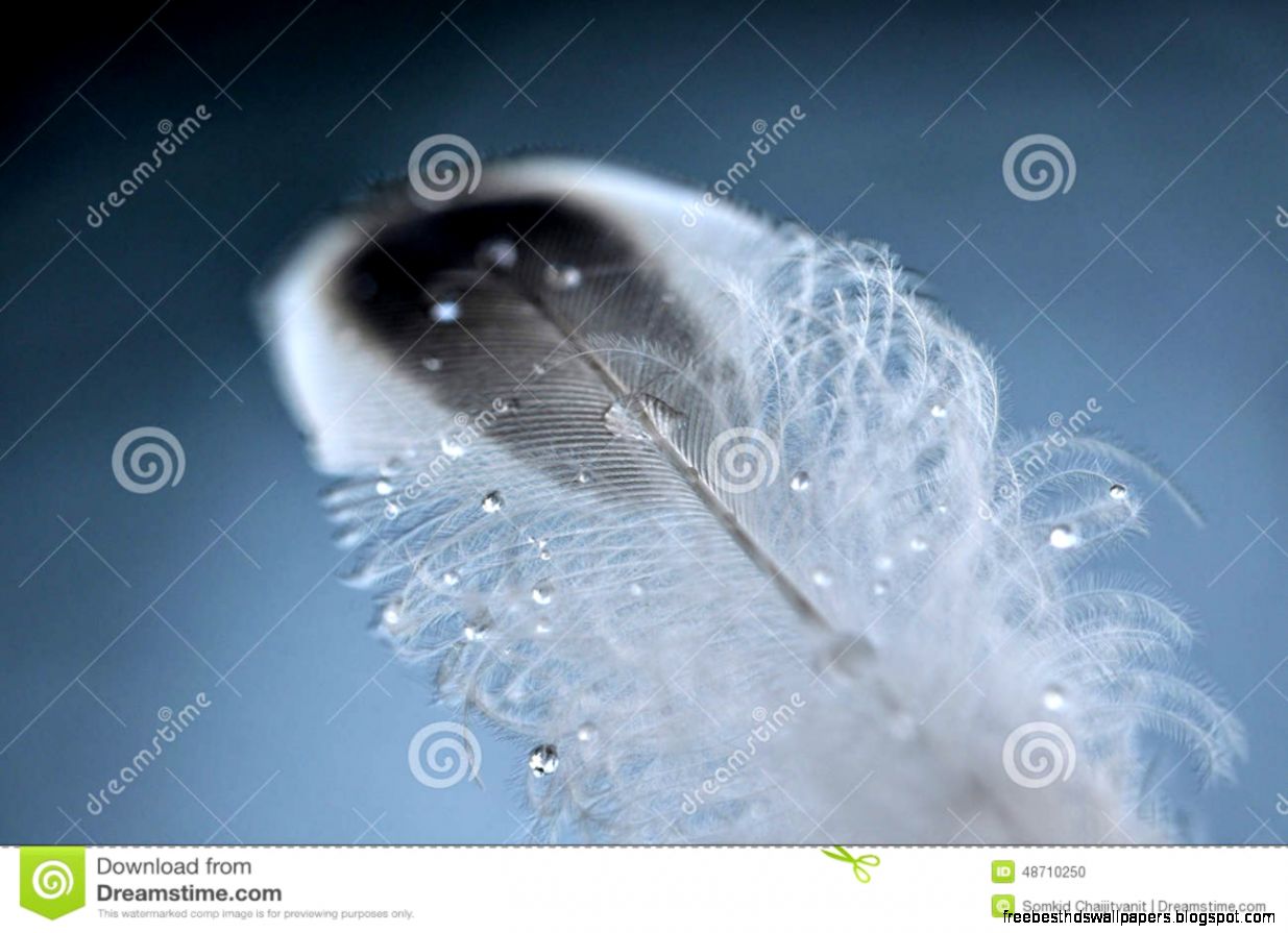 Close Up Super Macro Shot Water Drop On Leaf And Flower Stock Close Up Super Macro Shot Water Drop On Leaf And Flower Stock