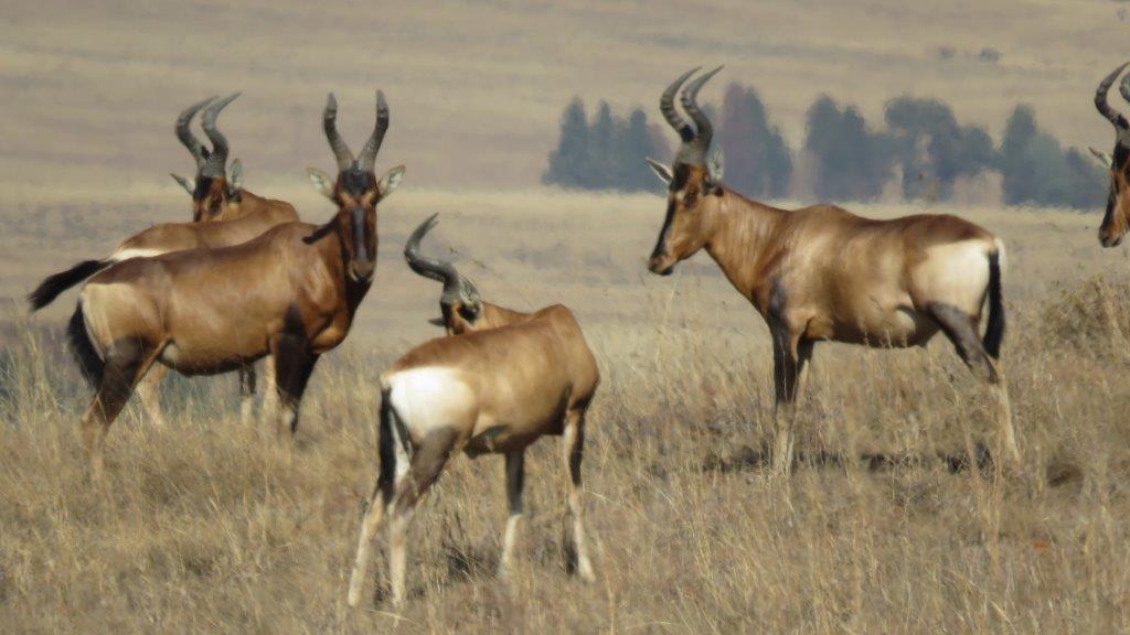 Seekoei vlei Nature Reserve - Alchetron, the free social encyclopedia