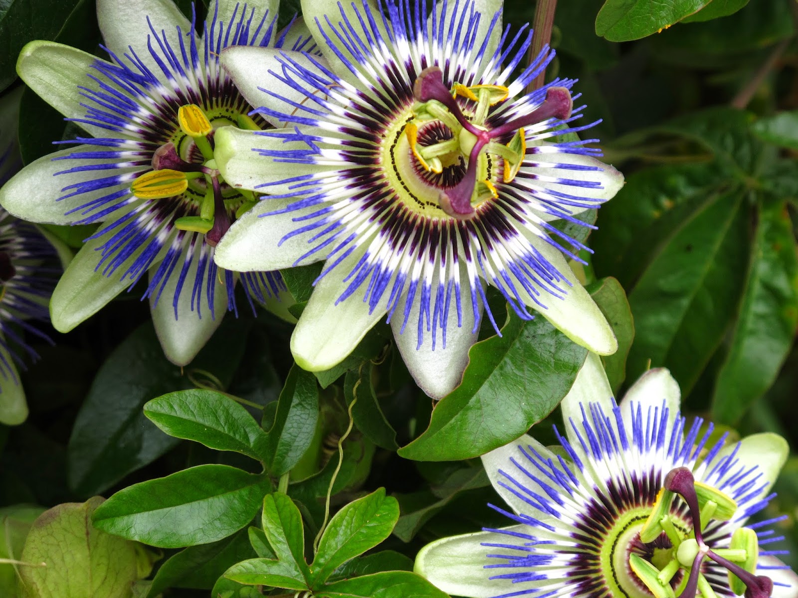 Benefits Of Passion Flower (Passiflora Incarnata) For