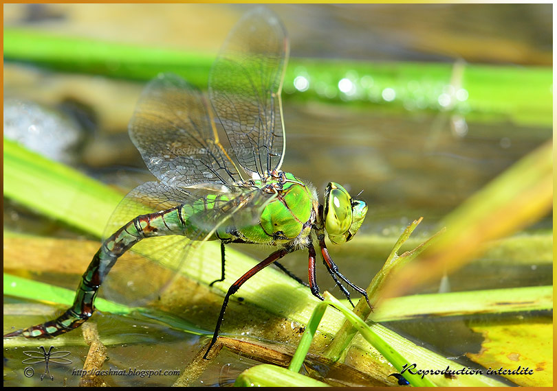 aspect du sperme