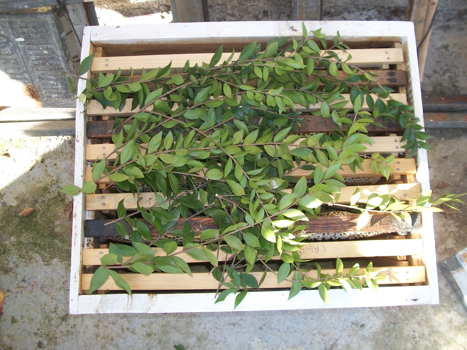 1.CEMRE DÜŞTÜ VE GELEN İLKBAHAR İLE ARILAR NE DURUMDA ...