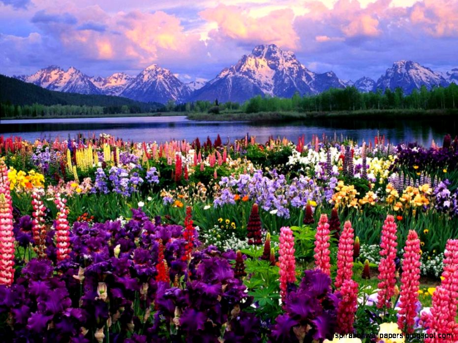My Free Wallpapers Nature Wallpaper Field of Flowers My Free Wallpapers Nature Wallpaper Field of Flowers