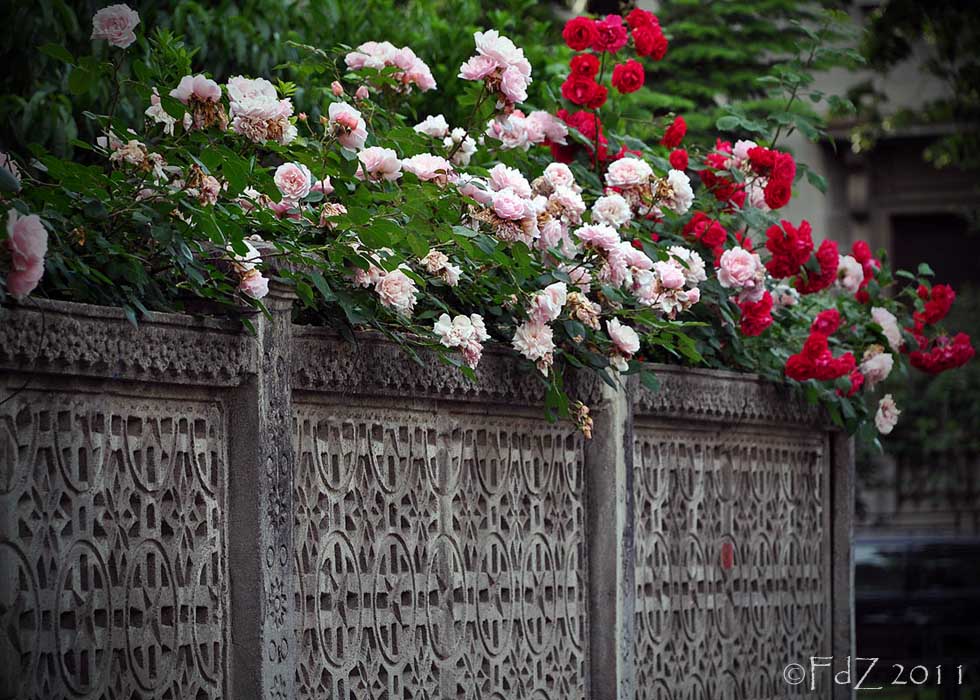 View thru My Global Lens Concrete Fence with Roses
