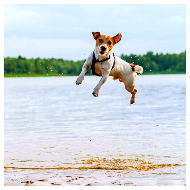 http://3.bp.blogspot.com/-41g7rbFYLUE/UhY6RHvyLdI/AAAAAAAAACA/x72CZccyNjg/s1600/beagle-jumping.jpg