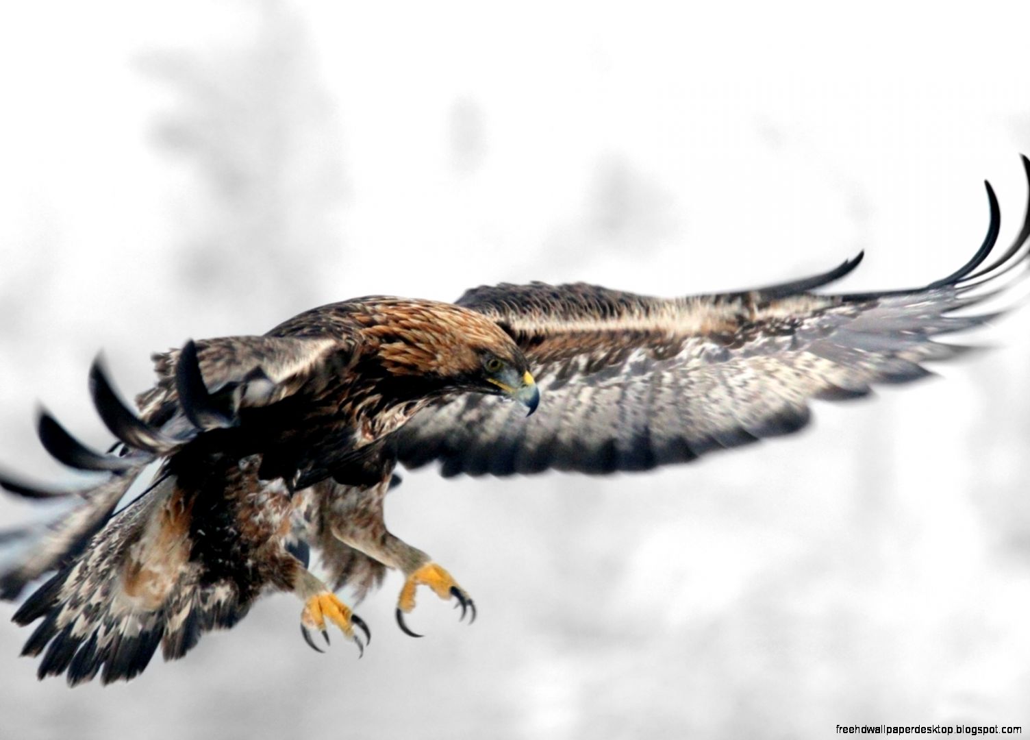Eagle Bird HD wallpaper 1920x1200 Eagle Bird 1920x1080 Eagle Bird Eagle Bird HD wallpaper 1920x1200 Eagle Bird 1920x1080 Eagle Bird