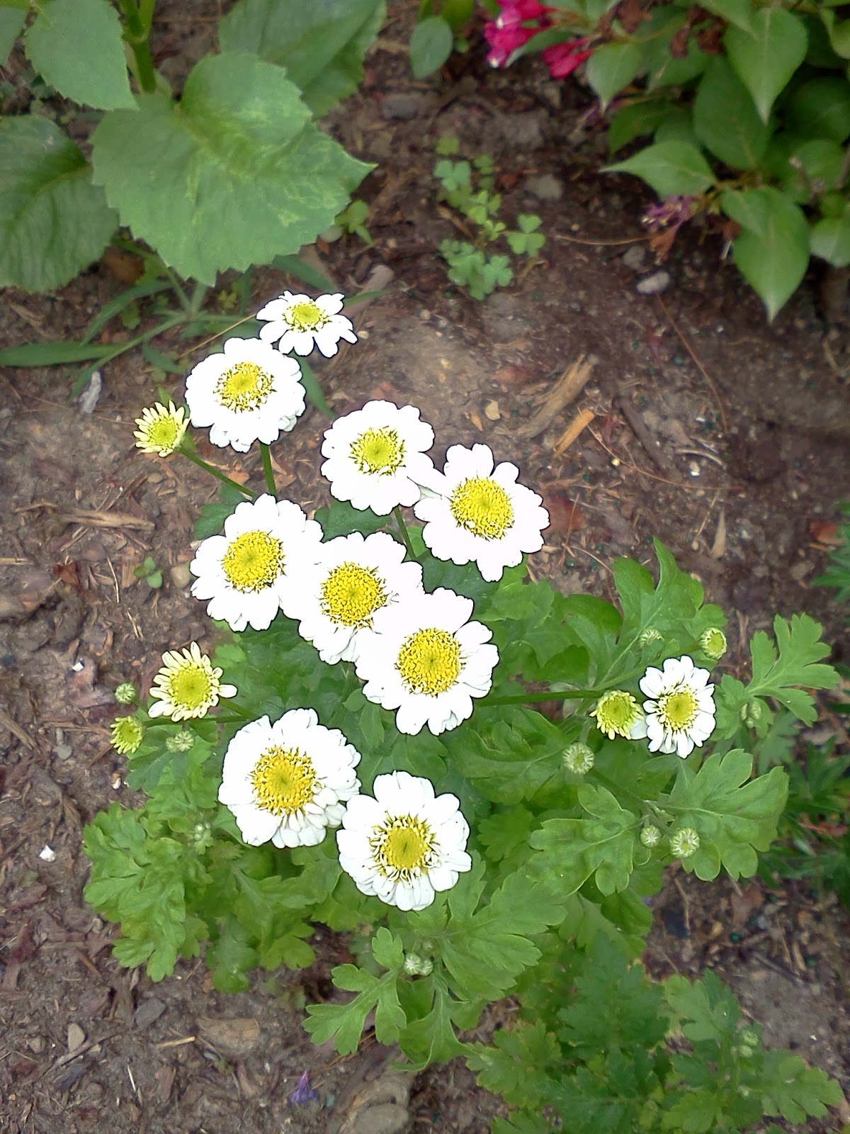 Top Ten Toughest Perennials For Northeast Ohio. Top Ten Toughest