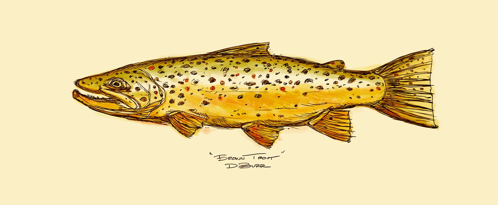 New Sketch Trout Drawing 