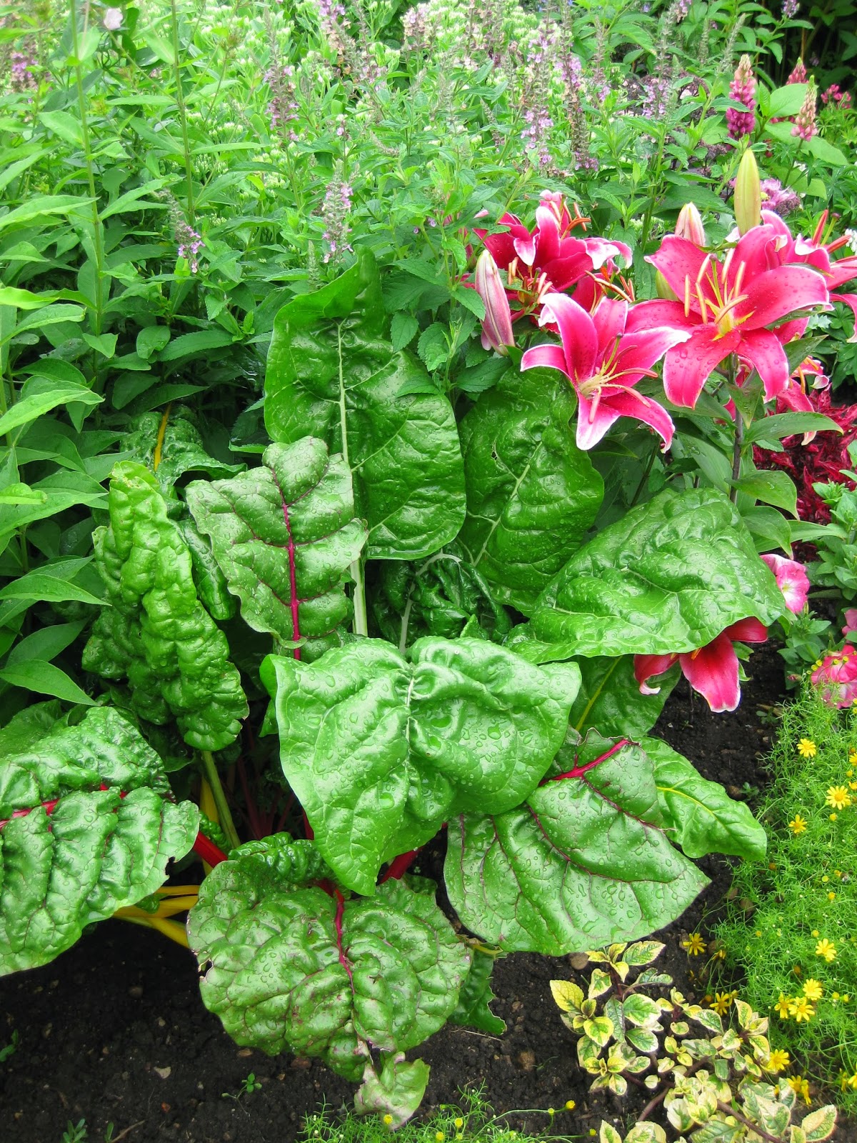 Rotary Botanical Gardens Hort Blog Swiss Chard The Original