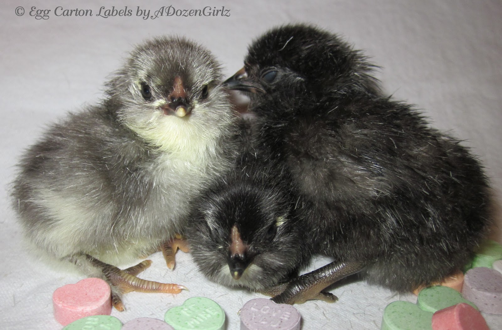 Day old Olive Egger chicks (Black Copper Marans x Ameraucana)