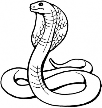 DESENHOS PARA PINTAR: Cobra.