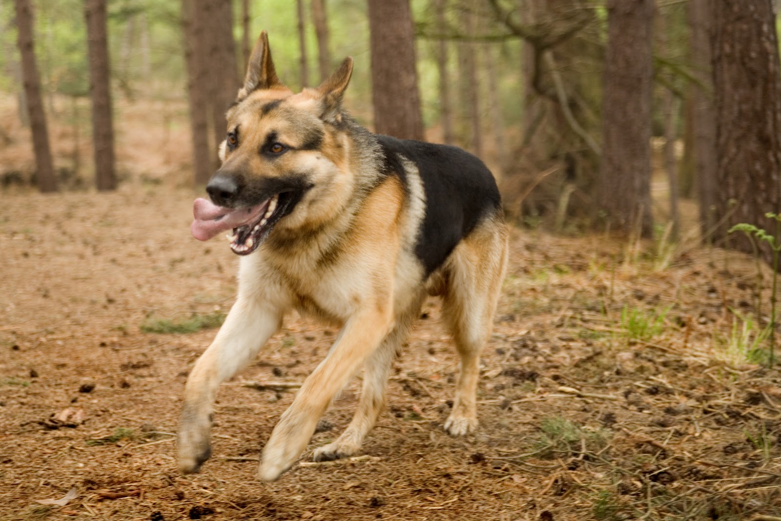 Felik Buhari ~the Artful Dodger of Paris~ German+Shepherd+dog+running