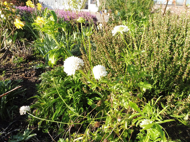 Roses Du Jardin Cheneland Spiraea Japonica White Gold