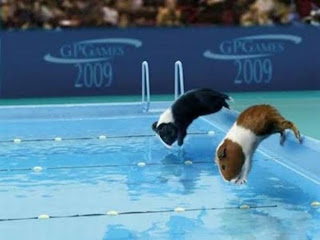 Funny Olympic Animal