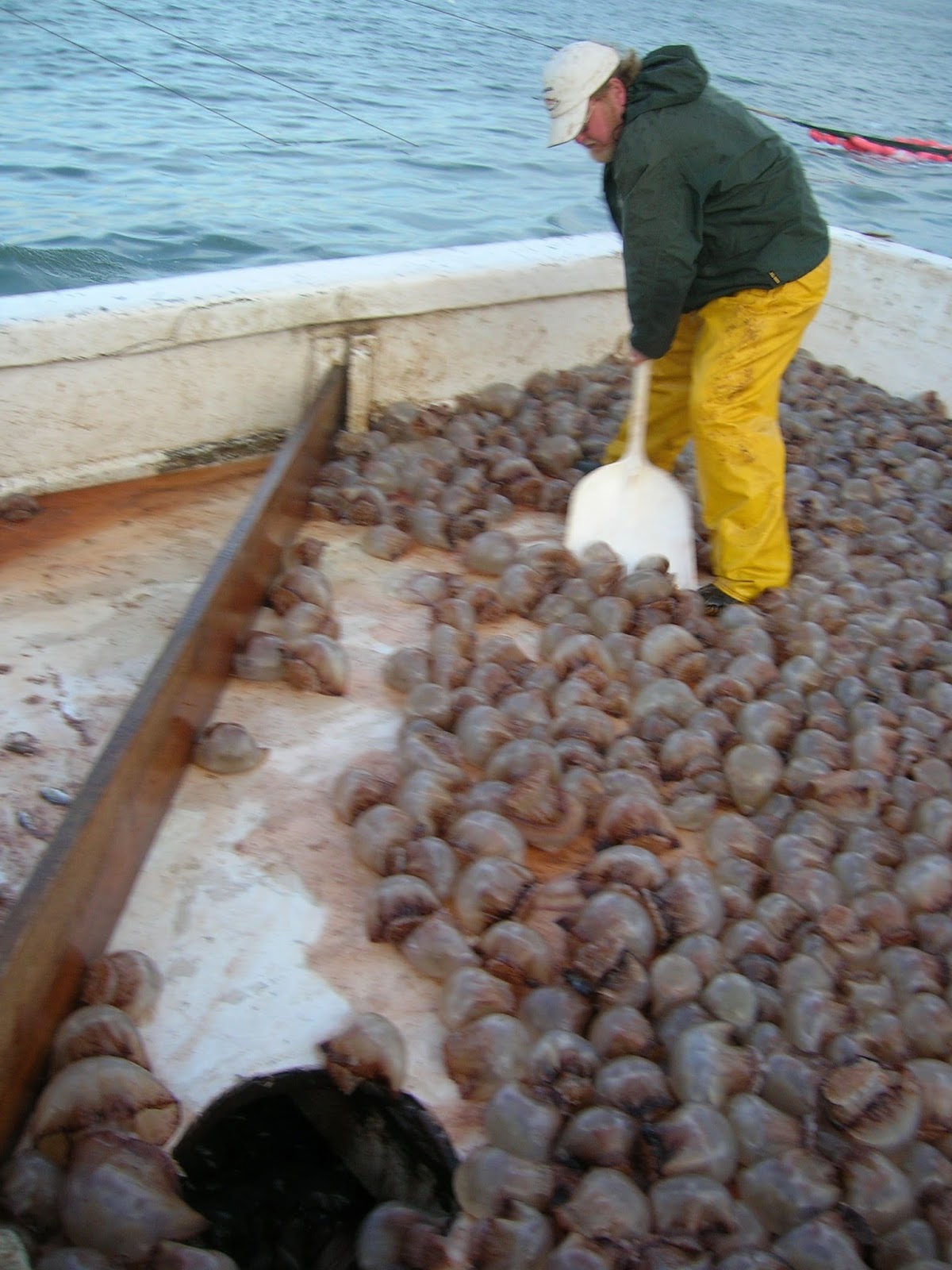 Lowcountry outdoors Jellyfish now served up in Asia