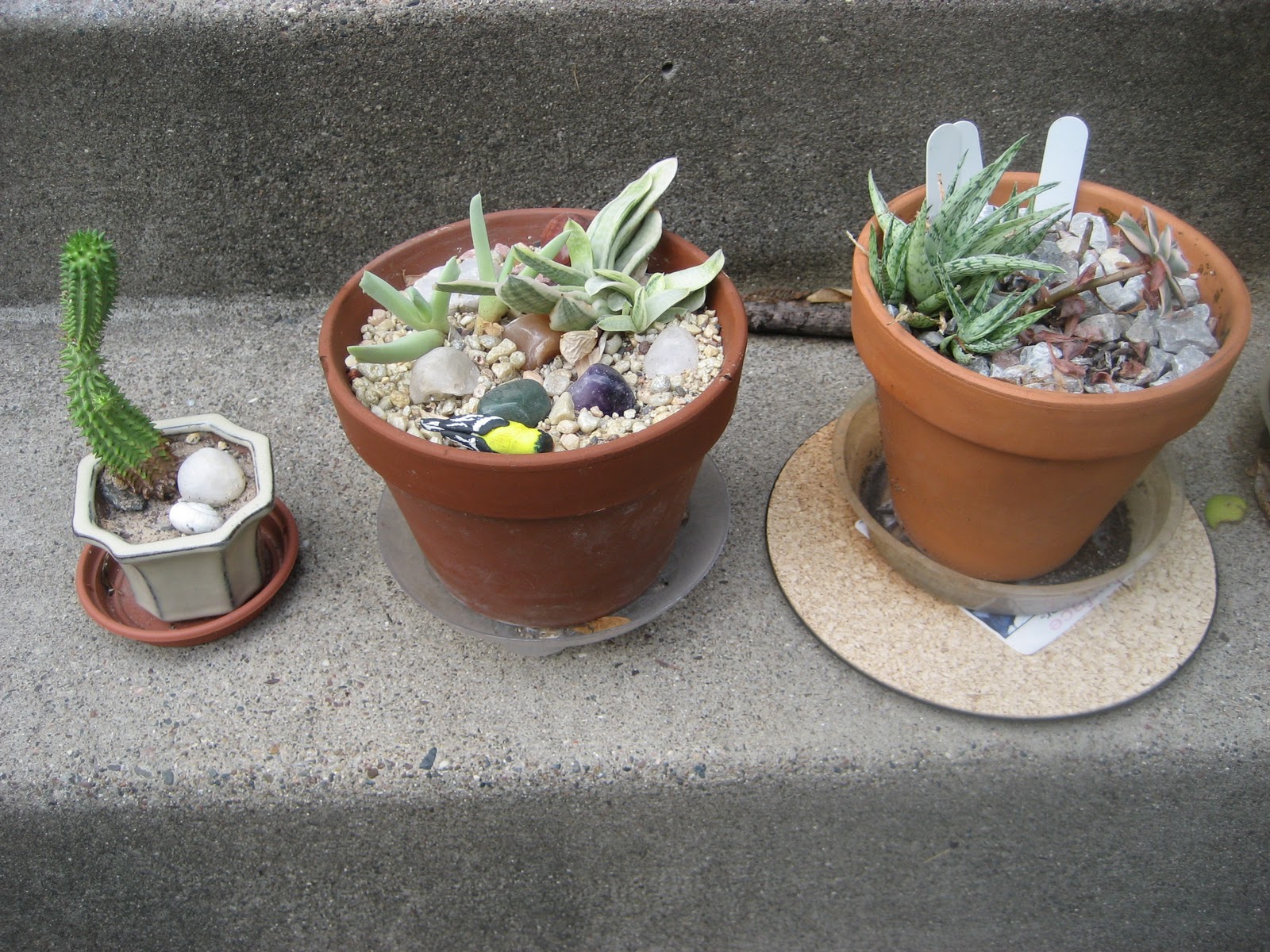 Chuck Does Art DIY Succulent Terrarium