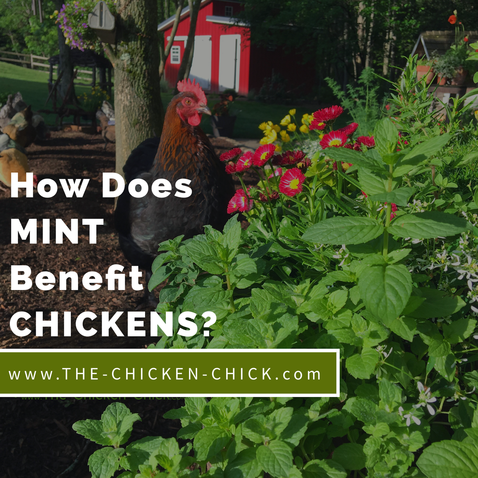 The Effects of Mint on Chickens, Flies and Rodents in the Chicken Yard