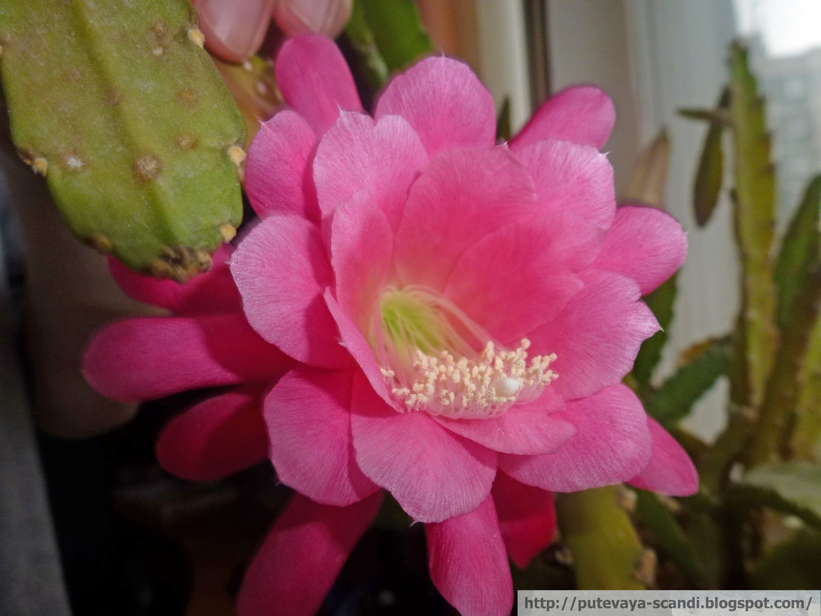 мой кактус почуял лето