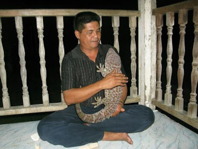 tokek 2015 tokek 2015