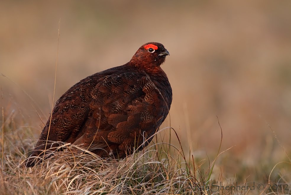 Andy Shepherd Wildlife Photography Upland Birds part 2