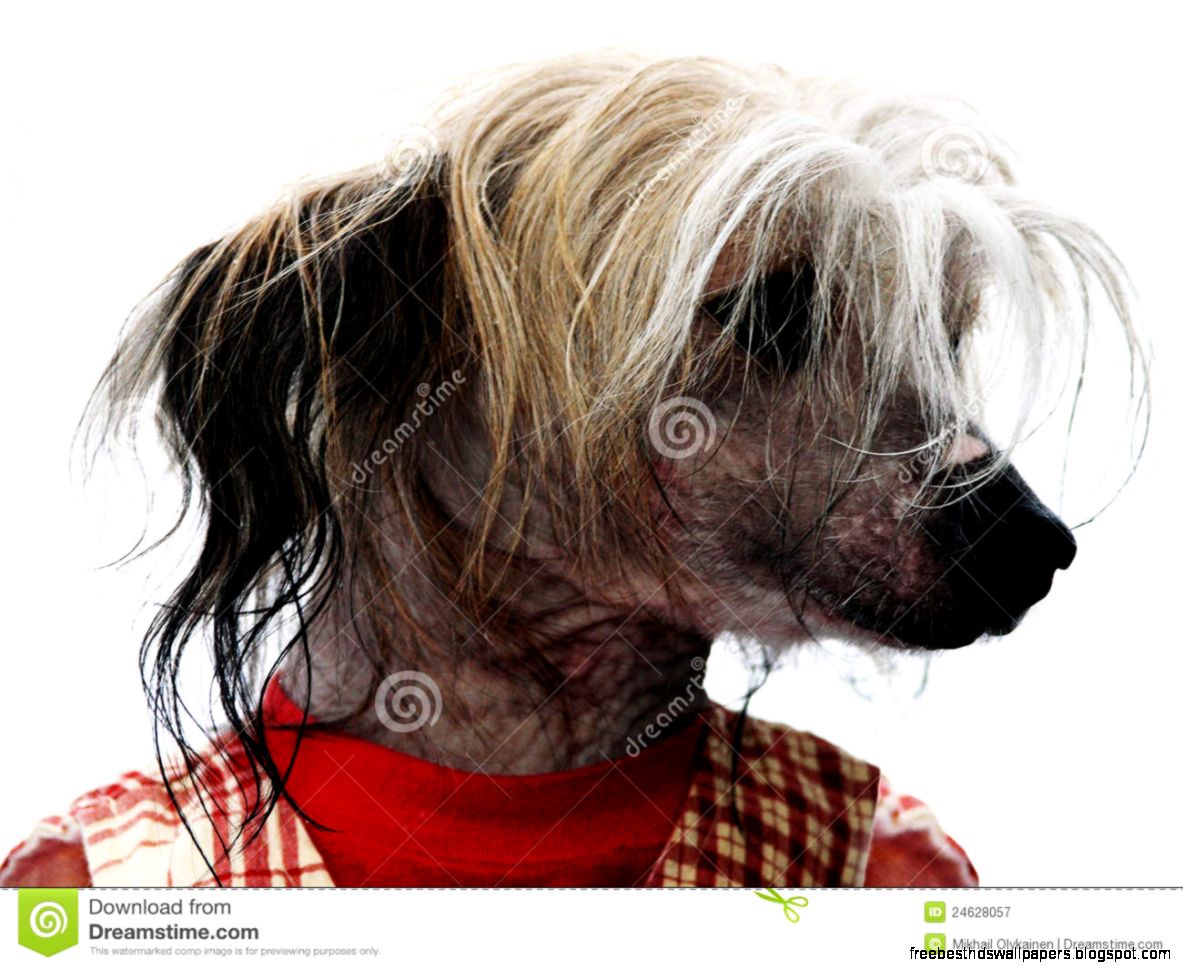Funny Little Dog Dressed In Shirt Royalty Free Stock Photography Funny Little Dog Dressed In Shirt Royalty Free Stock Photography
