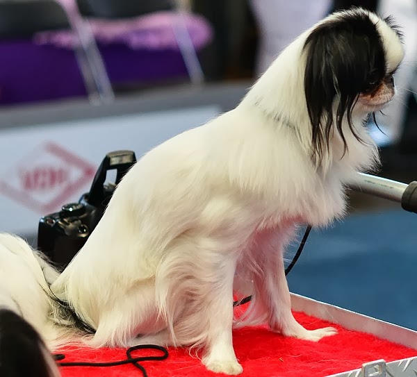 Petwatch - Fuer die Partnerschaft Mensch - Hund | Human Dog Bonding