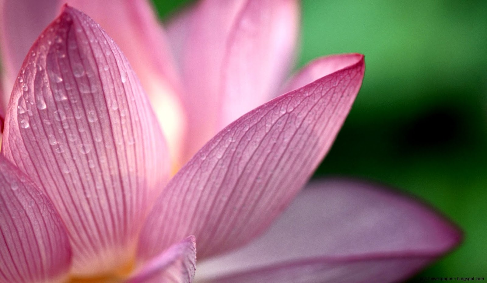 Pink Flower Desktop Pink Flower Desktop