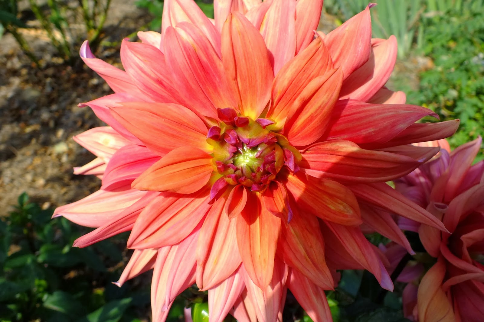 Gene's Garden Dahlias in bloom