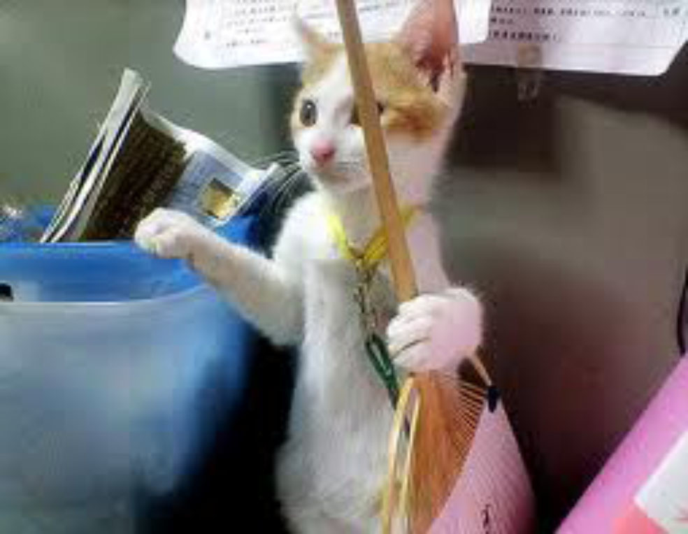 ANIMAL WORLD TokTil Funny Cats 5 I am a cleaning service officer.