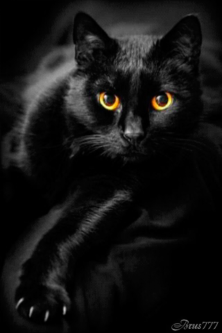 Kim byłaby czarownica bez czarnego kota?