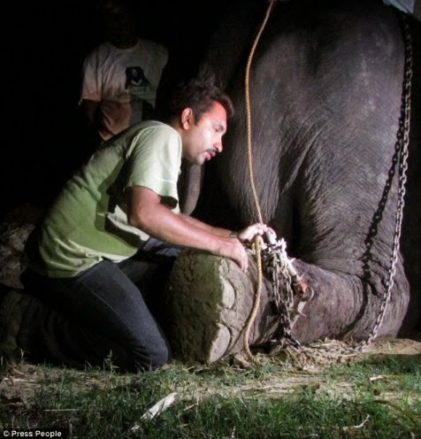 Raju, gajah yang dipasung selama 50 tahun Raju, gajah yang dipasung selama 50 tahun