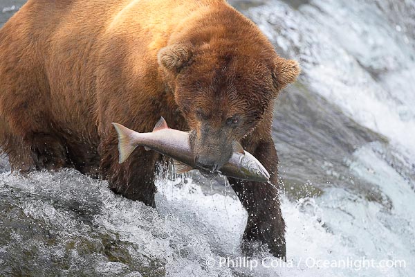 Bear Eating Salmon
