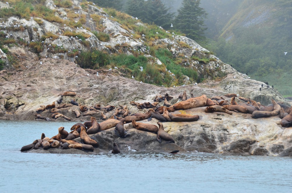 Safe Harbour Alaska 2016 Day 75 Sawmill Bay to South Sandy Cove