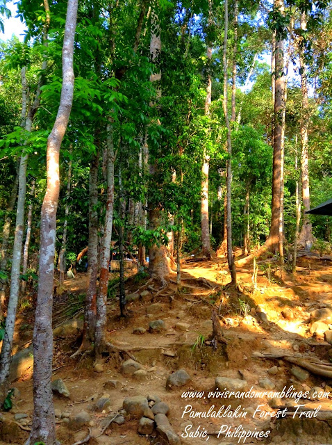 Pamulaklakin Forest Trail, Subic