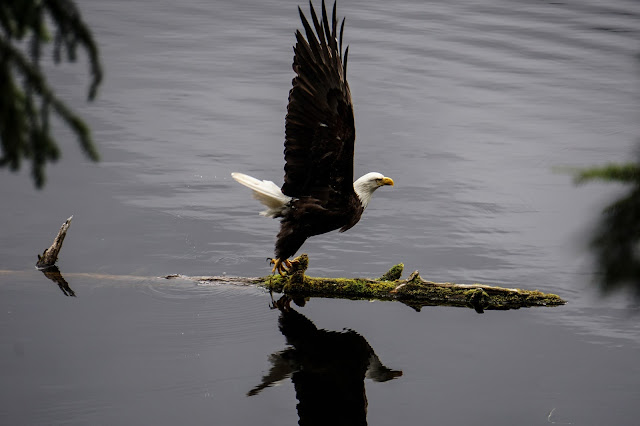 Bald-Eagle-Ketchikan-Alaska