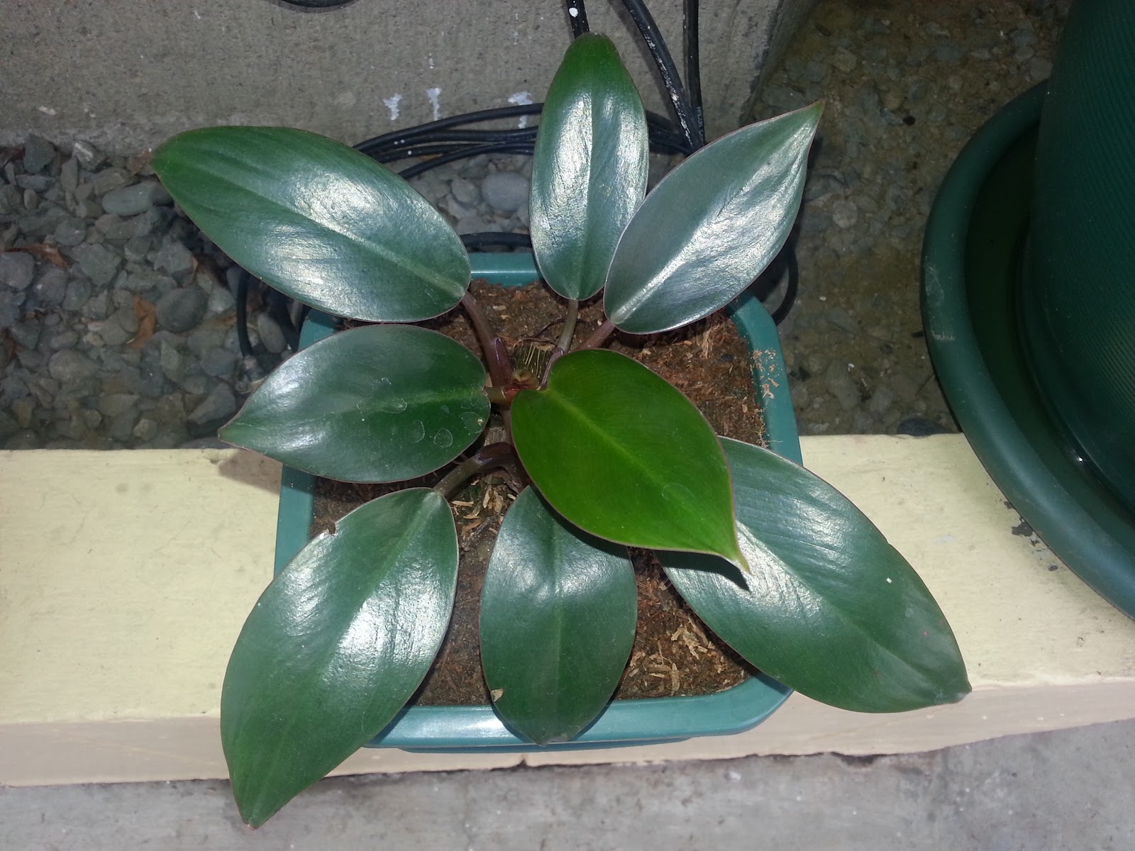 Philodendron Gardener 2013