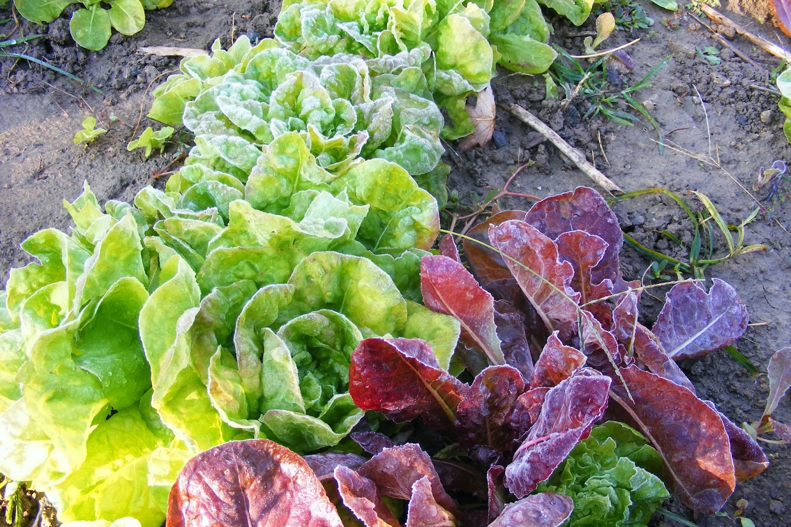 Scrumptious... Frost on the lettuce