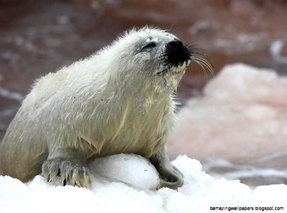 Baby Harp Seals On Thin Ice  WUNC Baby Harp Seals On Thin Ice  WUNC
