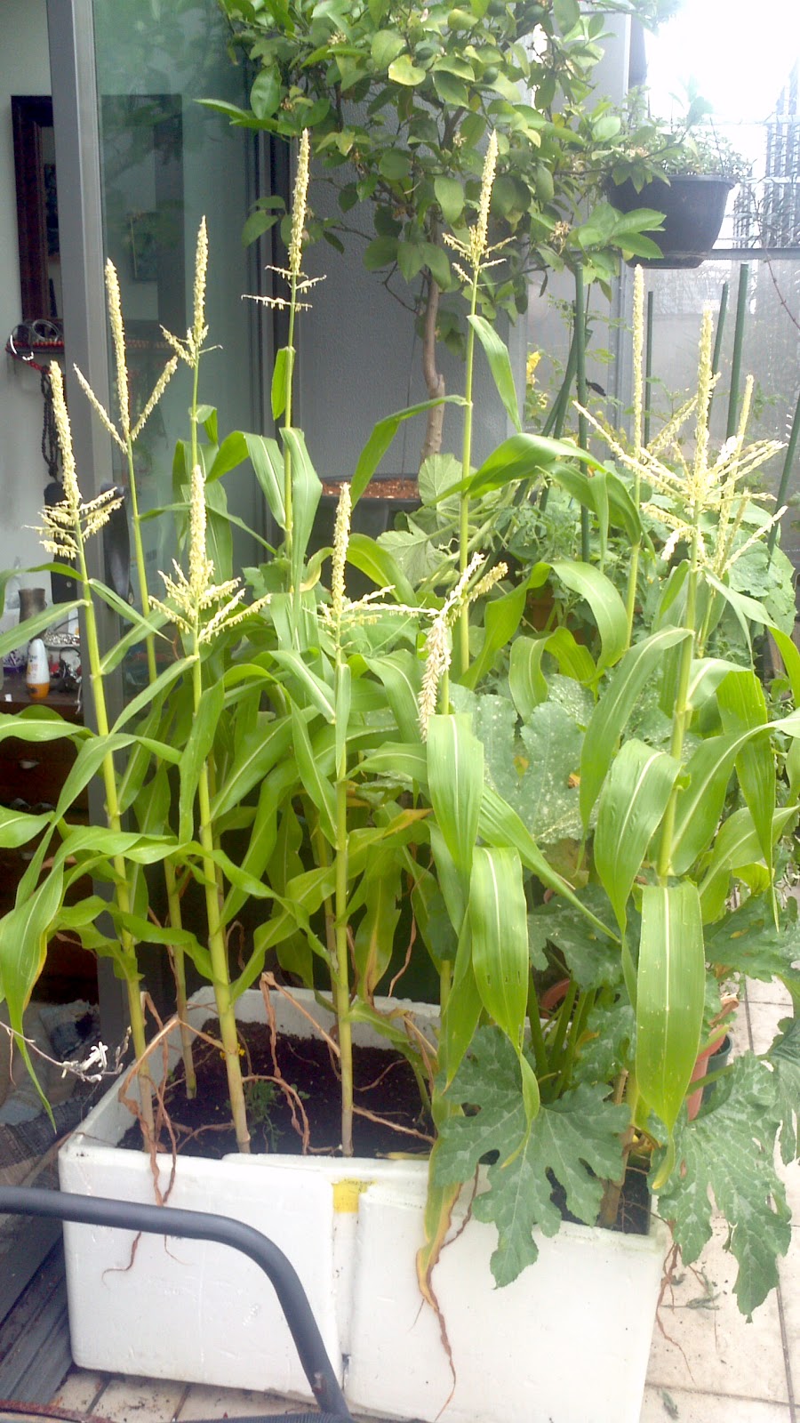 totally inept balcony gardener How to grow corn on a balcony