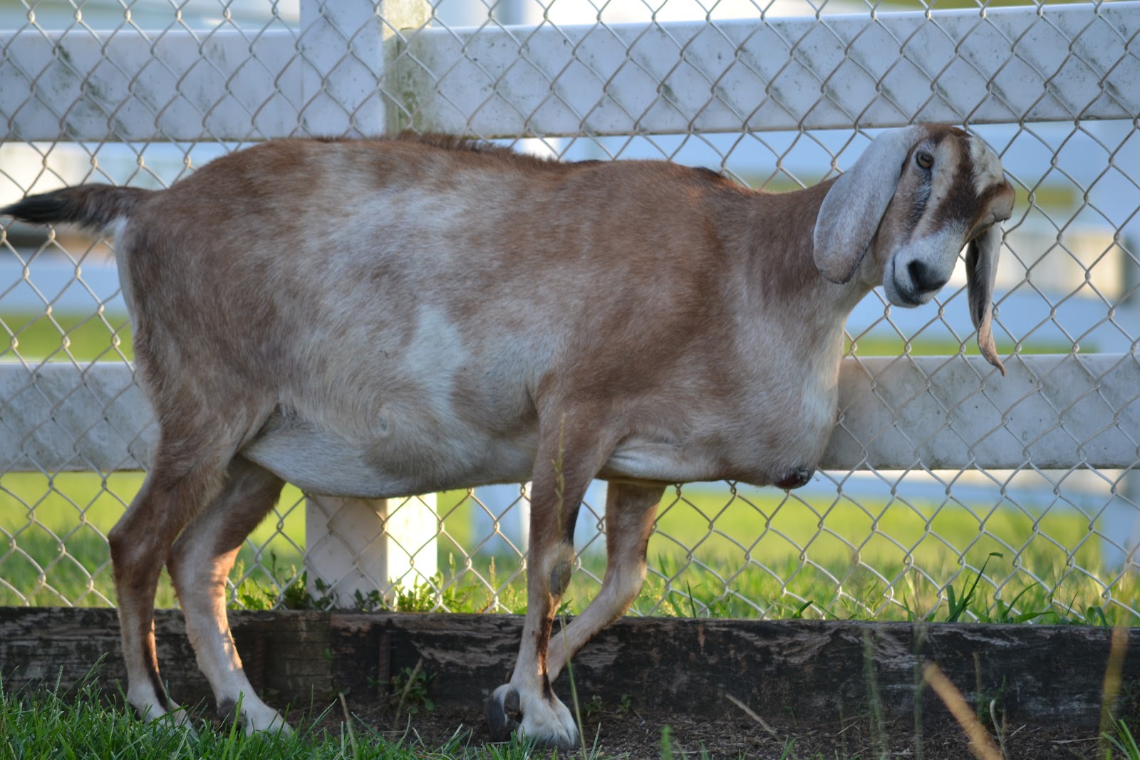 It's All About Purple Love Me Some Goats!!