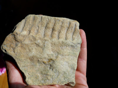 Could this possibly be a trilobite?